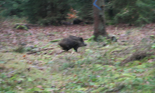 Das Schwein war zu schnell unterwegs, es achtete nicht auf den Verkehr. Foto: Niedersächsische Landesforsten