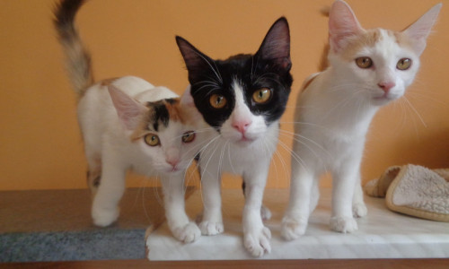 So jung, sie haben nicht mal einen Namen: Katzenbabys. Foto: Tierschutzverein Bad Harzburg