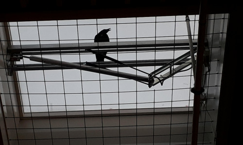 Kurz vor ihrer Rettung flüchtete die Krähe direkt unter eine Dachluke. Dort konnte sie schließlich von dem anwesenden Tierarzt beherzt geschnappt werden . Fotos: Feuerwehr Wolfenbüttel