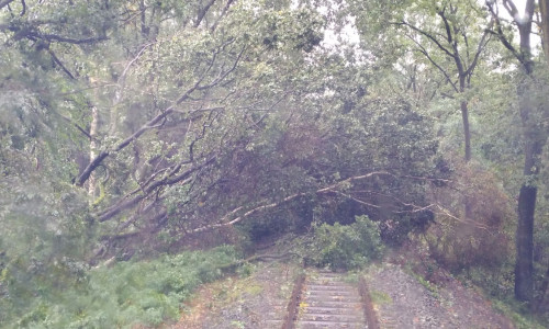 Schwere Behinderungen durch umgefallene Bäume auf den Bahnstrecken. Fotos: metronom Eisenbahngesellschaft mbH