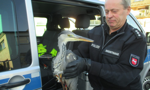 Polizeihauptkommissar Otto Brodthage mit dem verletzten Vogel. Foto: Polizei