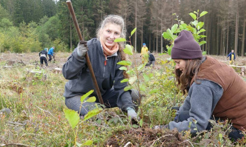 Die freiwilligen Baumpflanzerinnen Klara Fellgiebel aus Jena und Julia Kauth aus Flensburg setzen  beim Bergwaldprojekt Erlen als Pionierbäume auf einer Borkenkäfer-Kahlfläche bei Braunlage.