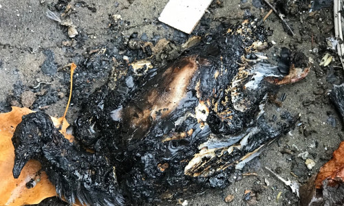 Die verbrannte Taube wurde im Bereich der Martini-Kirche gefunden.