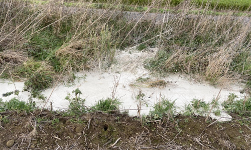 Eine weiße, flüssige Masse wurde in einem Graben an einem Feldweg zum Oder in Ohrum entdeckt.