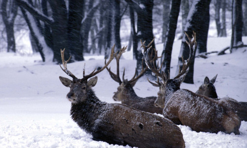 Die Tiere haben es im Winter besonders schwer – Rücksicht ist geboten.