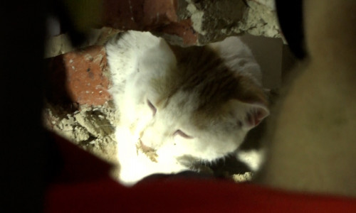 Nach zweieinhalb Stunden endlich wieder durchatmen - Die Katze blickt aus dem vorsichtig angelegten Mauerloch. Archivbild.