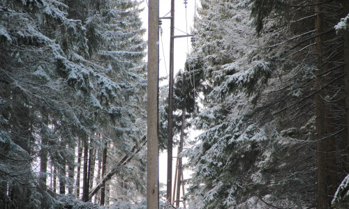 Ein umgestürzter Baum auf einer Stromleitung im Harz.