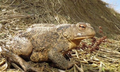Ein Erdkröten-Weibchen.