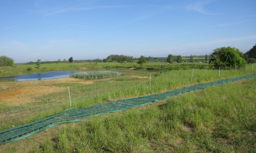 Die Untere Naturschutzbehörde hat auch in dieser Brutsaison Zäune um die Kleingewässer aufgestellt, um Amphibien und Brutvögel zu schützen.