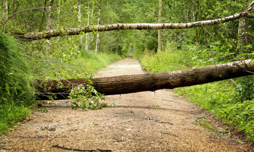 Die Landesforsten warnen vor umfallenden Bäumen in Waldgebieten.