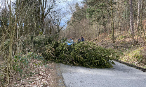 Ein umgestürzter Baum auf dem Waldweg zur Steinbergalm blockierte die Straße.