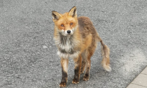 Ein junger Fuchs flaniert am helllichten Tag durch die Straßen der Altstadt. Als Träger der Fuchsräude erwartet ihn ein qualvoller Tod. 