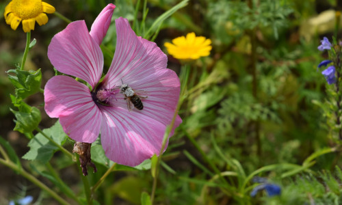 Bienen, Schwebefliegen und Schmetterlinge lieben die Goslarer Blumenmischung.