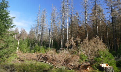 Das Waldsterben wird in diesem Jahr weiter gehen. 