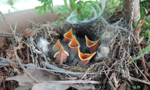 Junge Bachstelzen im Nest.