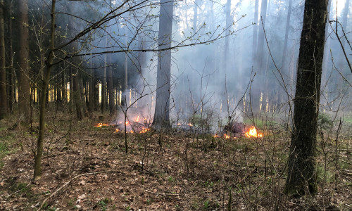 Zirka 15 Quadratmeter Wald- und Vegetationsfläche waren in Brand geraten.