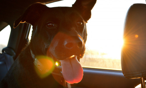 Hund im Sommer im Auto zu lassen, kann das Leben der Vierbeiner gefährden. Symbolbild.