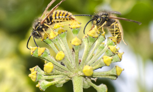 Wespen möchten nicht angepustet werden.