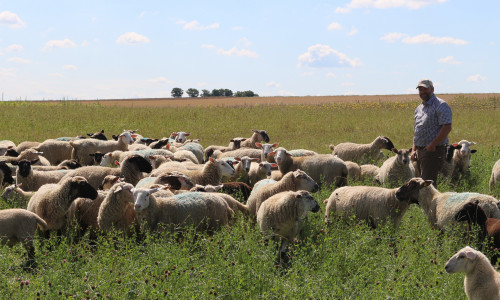 Christoph Weihe zwischen seinen Schafen. Mit seinen insgesamt 130 Tieren ist er einer der größen Schafhalter Niedersachsens.