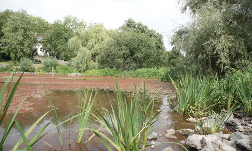 Eigentlich sollte das Wasser aus dem Trüllkebach über das Betonbauwerk (oben links im Teich) wieder abfließen. Stattdessen hat es sich andere Wege gesucht.