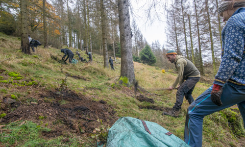 Viele Ehrenamtliche helfen beim Bergwaldprojekt im Harz. 