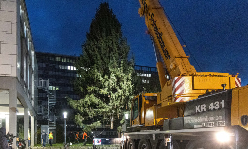 Bei Einbruch der Dunkelheit - nach über zehn Stunden wird der Weihnachtsbaum endlich vor dem Rathaus platziert. 