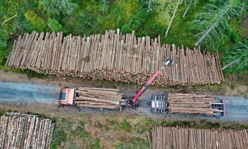 Tausende Tonnen Borkenkäfergeschädigtes Holz müssen aus dem Harz abtransportiert werden. Sehr zum Leidwesen der Anwohner der Rammelsberger Straße. (Symbolbild)
