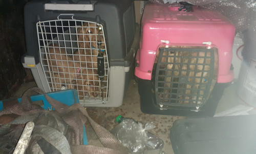 Der Zoll fand vier Hundewelpen in viel zu kleinen Transportboxen.