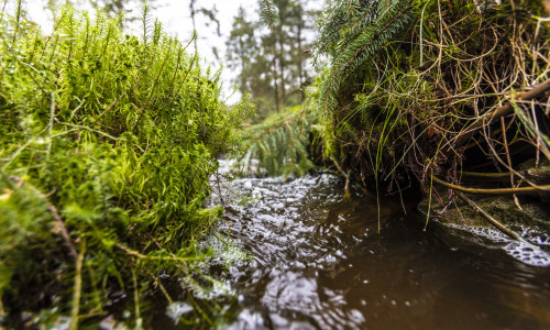 Entwässerungsgräben in Feuchtgebieten sollen im Frühjahr verschlossen werden. Seit  1991 geben Forstleute der Natur mit dem LÖWE-Programm bedrohte Lebensräume zurück.
