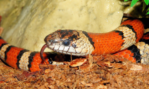 Eine rote Königsnatter, wie sie in Schladen gestohlen wurde, hat frappierende Ähnlichkeit mit den hochgiftigen Korallenschlangen.