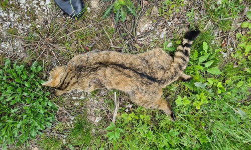 Die Wildkatze wurde auf der Straße getötet.