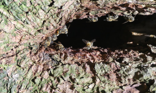 Bienen machen es sich in einem hohlen Baum gemütlich. 