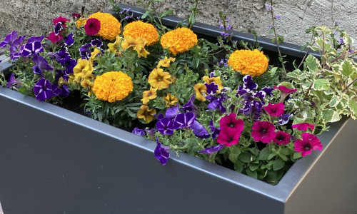Elf dieser sommerlich bepflanzten Blumenkübel verschönern künftig die Goslarer Innenstadt