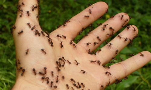 Ameisen können für den ein oder anderen eine ganz schöne Plage sein. 