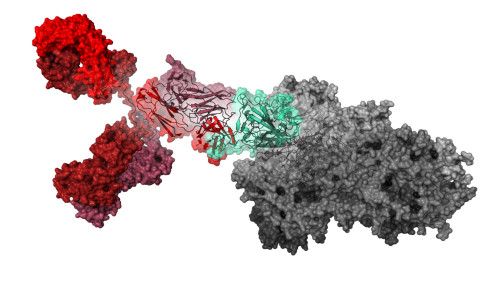 Struktur von COR-101 (rot), der an die Rezeptorbindestelle (grün) des Spike-Proteins (grau) von SARS-CoV-2 bindet. 