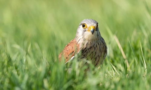 Im Hordorfer Artenschutzhaus sollen zukünftig geschützte Vögel ein Zuhause finden.