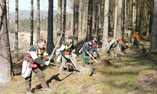 Forstwirte bei der Pflanzung von Mischbaumarten unter abgestorbener Fichte im Harz.