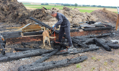 Am Mittwoch wurde der Brandort in Hornburg untersucht. Auch ein Brandmittelspürhund wurde eingesetzt.