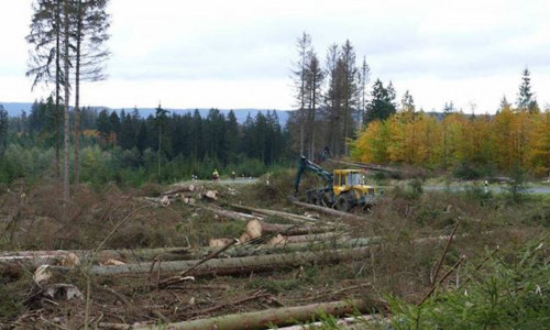 Am Harzer-Hexen-Stieg finden ab der kommenden Woche Forstarbeiten statt.