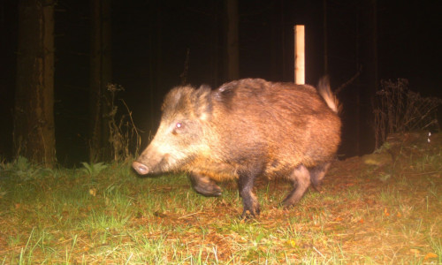Ein Wildschwein im Nationalpark Harz, aufgenommen von einer Fotofalle. 