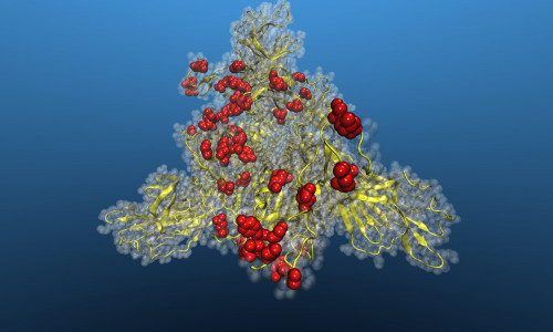 Strukturmodel des Spike-Proteins von SARS-CoV-2. Die Stellen, an denen die Struktur von Omikron Veränderungen zeigt, sind rot markiert. Das Strukturmodell basiert auf der PDB Datei 6LZG. 