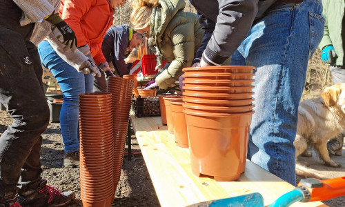 Mitarbeitende der Stadt Goslar während der Sammlung von Samen der Baumsetzlinge