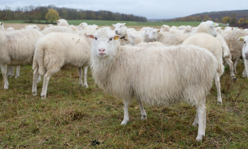Die Schafe haben ihre Arbeit aufgenommen.