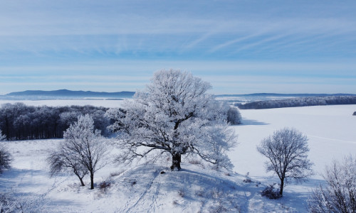 Die Gielder Eiche im Winter.