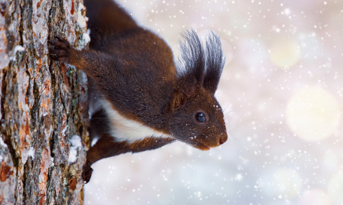 Im Winter begeben sich die flinken Eichhörnchen auf die Suche nach ihren Vorräten.