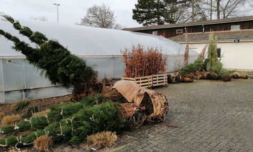 Aktuell laufen die Nachpflanzungen von Bäumen in Wolfenbüttel. 100 neue Stadtbäume werden insgesamt gesetzt.