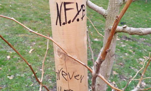 Die Stadt beklagt einen Fall von Vandalismus an jungen Bäumen.
