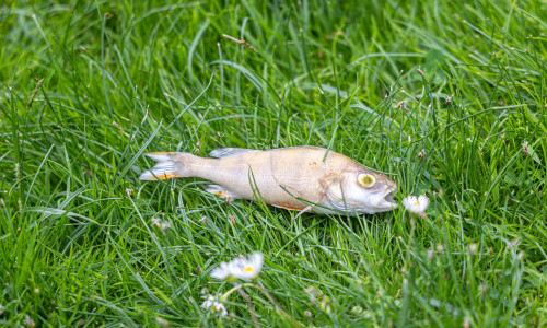 Einer der toten Fische am Schlossteich Salder.