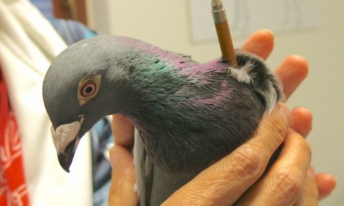 Die Taube wurde von einer Tierärztin behandelt.