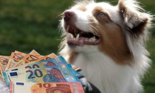 Die Einnahmen durch die Hundesteuer sind erneut gestiegen.